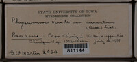 Physarum viride var. aurantium image